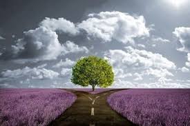 albero